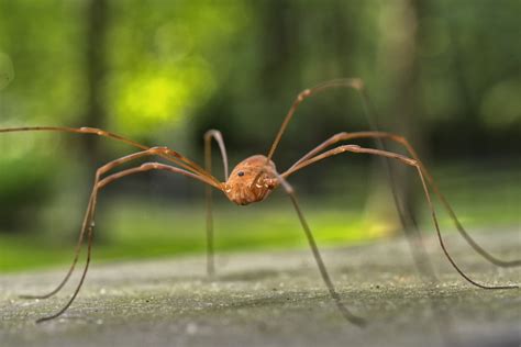 red spider with long legs